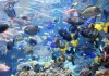 ERP, car sales and tropical aquariums have something in common
