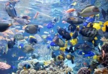 ERP, car sales and tropical aquariums have something in common