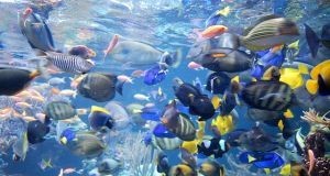 ERP, car sales and tropical aquariums have something in common