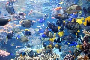 ERP, car sales and tropical aquariums have something in common